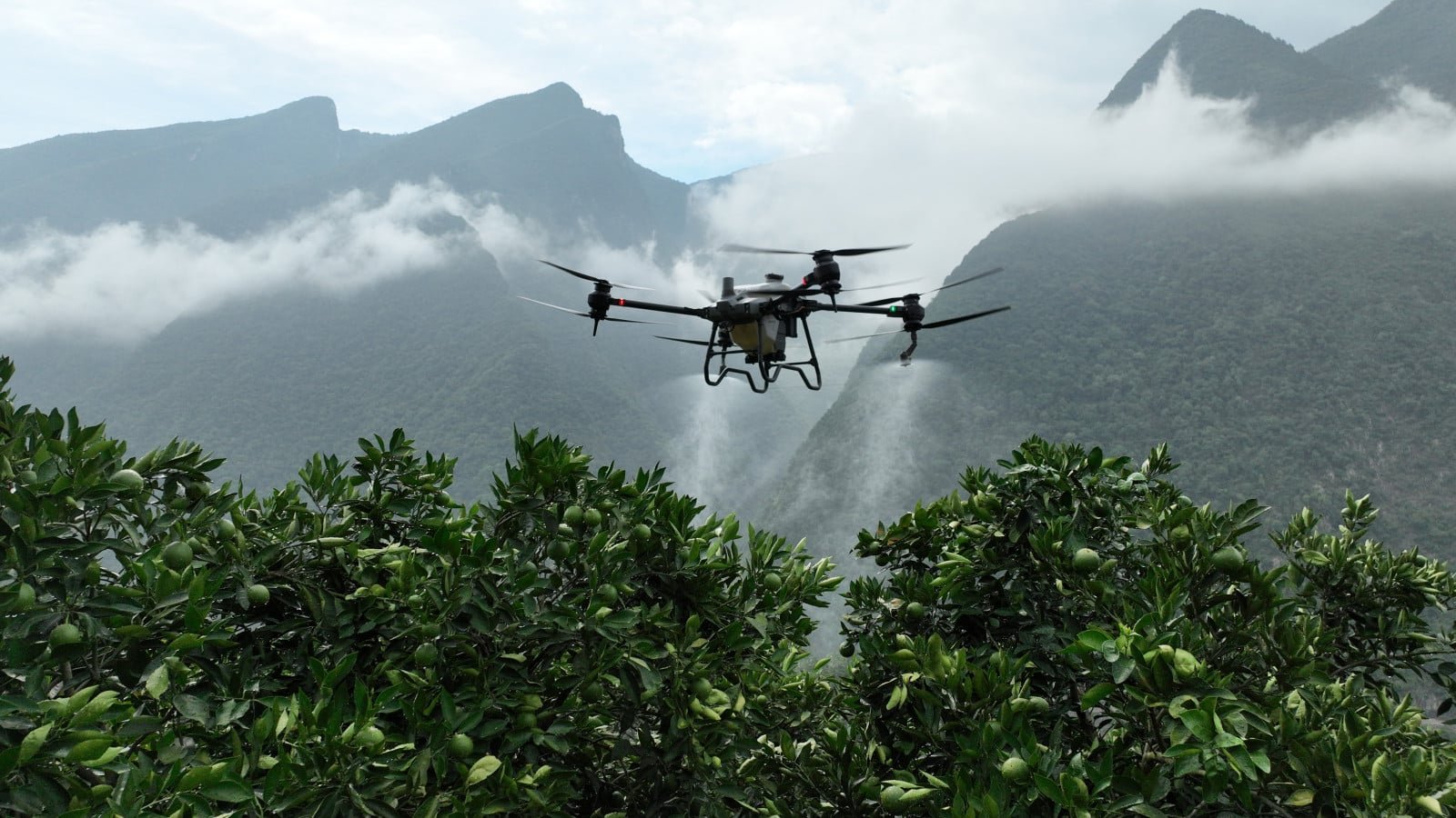 drone para agricultura agras t-50 fumigando cultivos de aguacate